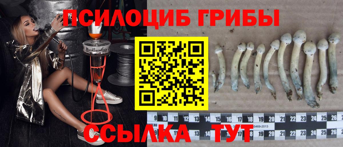 Галлюциногенные грибы прущие грибы Абакан